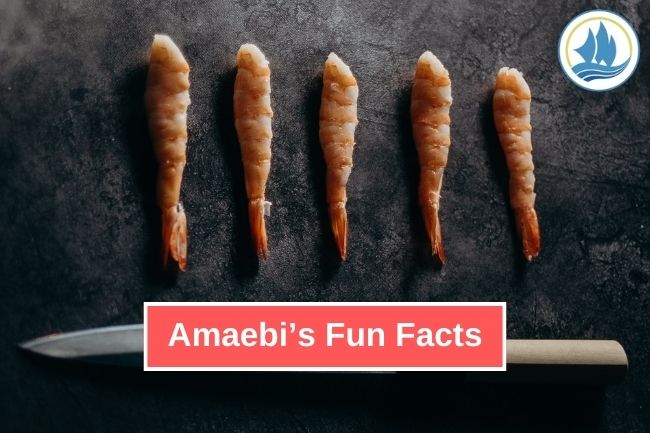 Get To Know About 7 Fun Facts of Amaebi